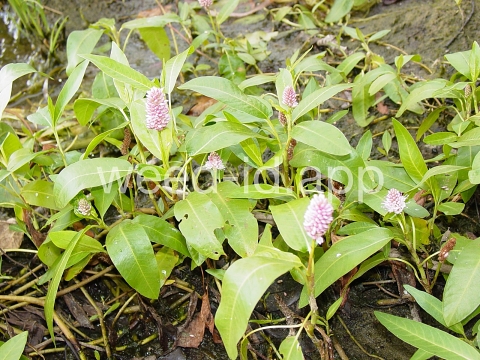 smartweed, water